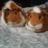 Nguyenkellyx3