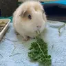 WilfyPig