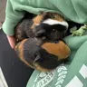 CrazyPigLady
