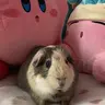 sweetcavy