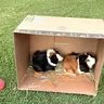 guinea and jaylen