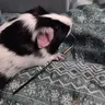 s.s