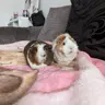 peanut and butter