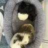 booksandpigs