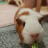 Agnes