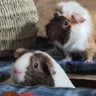 midwesternrodent