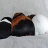 Guinea3333