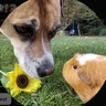 The_Guinea_Pig_Tribe