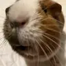 TheJumpingGuineapigs