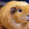 ginnyguinea2020