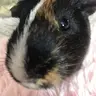 mypiggypotato