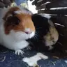 sqeakpigs