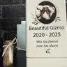 Gizmotheguineapig20020