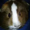 Guinea pig lover2
