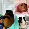 Cutecumbers