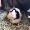InfinityPiggies