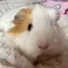 weepiggy