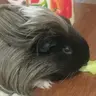 Shumakun