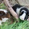 Lulu's Piggies
