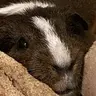 Chuckthepig