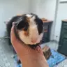 RhubarbandCustard