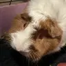 ToastyCupcakes