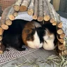 Parnellpiggies