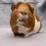 RescueBoyMum