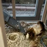 GuineaSaja#feisty
