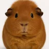 Ethan__Vi