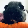 fluffyguineapigs