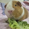 PrincessPiggies94