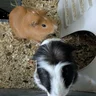 waffle_nibbles@chloe