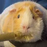 tubananas
