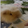 Toastie