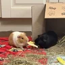 Poppyanddarcy
