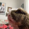 hana<3pigs