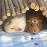 julieandruth