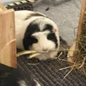 guineadad