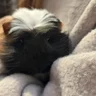 Penny_Willow
