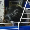 Rescued One