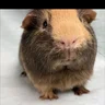 Chubbywolf