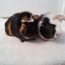 Piggie Mom