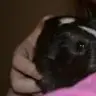 littlefatpiggy