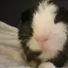 Bertie
