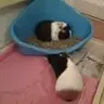 oreo n neo