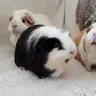 RipleytheGP