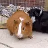 jaynenguineas