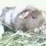 humanguineapigintraining