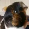 stevie-and-smudge